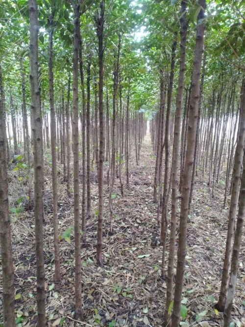 唐河縣大地園林綠化工程公司入駐苗木通——專注黃山欒與三角楓，打造城市綠色新名片