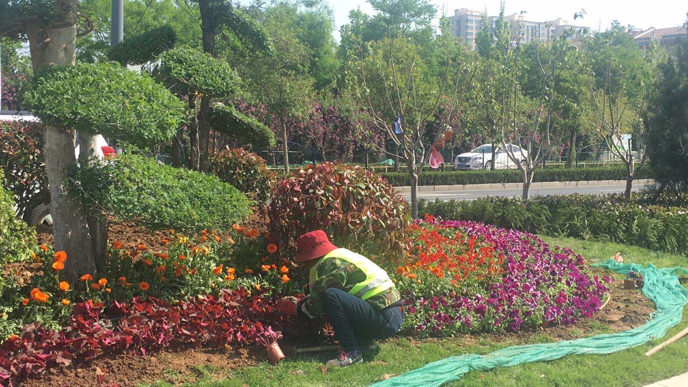劉長(zhǎng)山路綠化施工正酣 園林工程加速推進(jìn)，打造綠色生態(tài)走廊